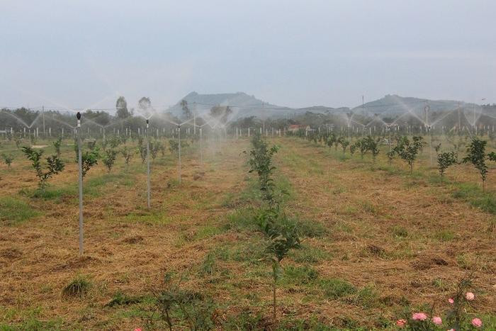 Trồng cam công nghệ cao ở huyện Nghĩa Đàn. Ảnh: P.V