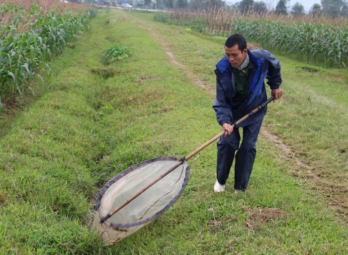 Người dân xã Quỳnh Trang (TX Hoàng Mai) đang săn chấu cốm trên đồng ngô ở xã Xuân Hòa (Nam Đàn). Ảnh: Huy Thư