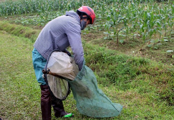 Chấu sau khi bắt trên ruộng được tập kết trong các bì lưới thưa, thoáng. Ảnh: Huy Thư