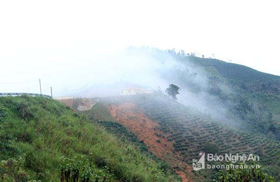 Sương là đà trên những đồi chè ở xã Huồi Tụ. Ảnh: Đào Thọ
