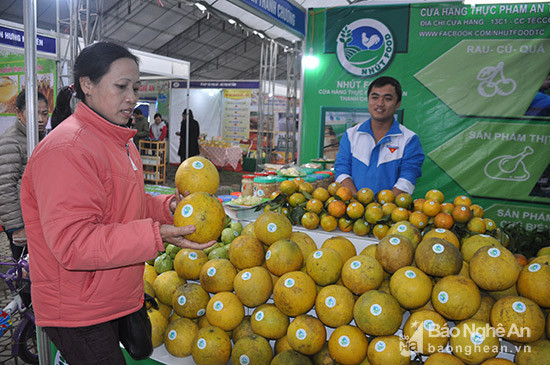 Bưởi diễn của Thanh Chương. Ảnh: Thu Huyền