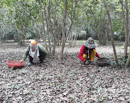 Ngoài việc hái tươi thì gia đình ông Tử ở xóm 4A, xã Quỳnh Châu lại để quả sở chín và rụng xuống đất sau đó thuê người đi nhặt. Ảnh: Thuý Nga