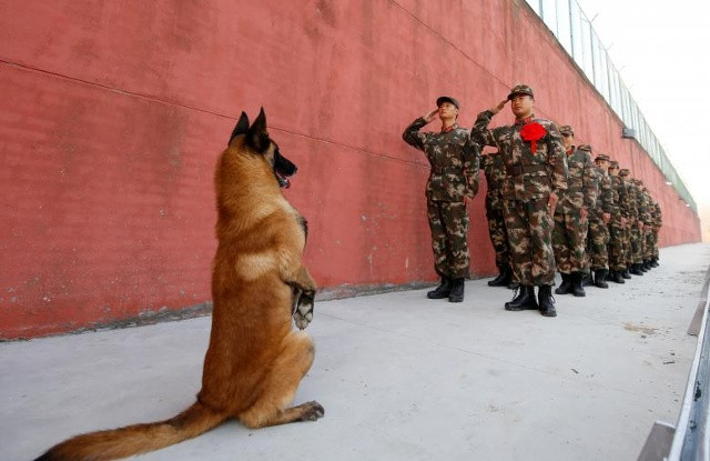 Một con chó quân đội đứng lên khi những người lính nghỉ hưu trả lời bảo vệ của họ trước khi nghỉ hưu ở Suqian, tỉnh Giang Tô, Trung Quốc ngày 28 tháng 11 năm 2017. 