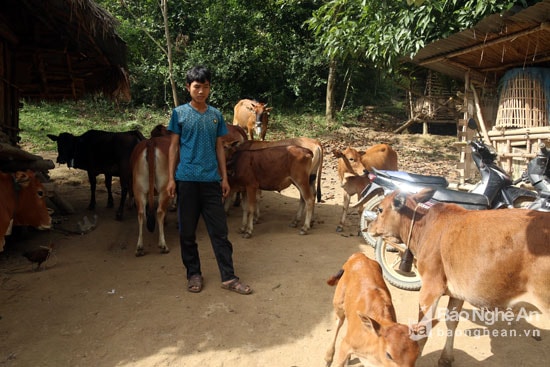 Hầu hết trâu, bò của người dân vùng cao đều được chăn thả trong khu vực nương rẫy, núi đồi cách xa nhà nên việc được tiêm phòng dịch kịp thời rất khó khăn do đó dễ xảy ra dịch bệnh. Ảnh: Đào Thọ