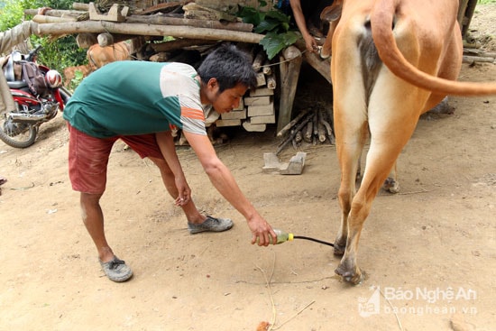 Nước này một phần cho trâu bò uống, một phần dùng để rửa những nơi bị lở, long. Ông Cụt Văn May ở bản Huồi Lau (xã Bảo Nam - Kỳ Sơn) cho biết, nếu phát hiện sớm và chữa theo cách này thì chỉ sau 2-3 ngày trâu, bò sẽ khỏi, muộn thì 4-5 ngày. Nói về cách chữa này, ông Nguyễn Công Hiếu - trưởng phòng thú y huyện Kỳ Sơn cũng xác nhận: Đây là cách chữa của dân gian mang lại hiệu quả cao nhưng trong lúc chữa cần kết hợp với các biện pháp  