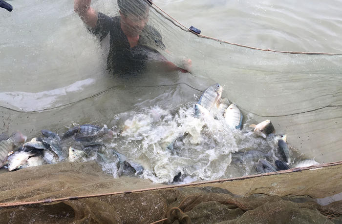 Mô hình nuôi cá rô phi đơn tính theo VietGAP tại xã Đức Thành, huyện Yên Thành dự kiến năng suất đạt 15,3 tấn/ha. Ảnh tư liệu