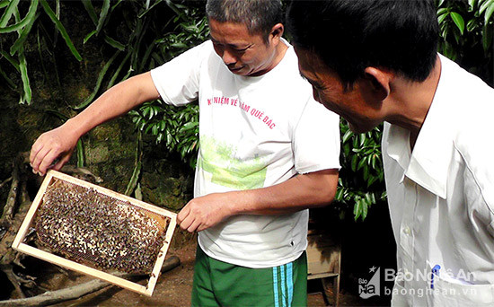 Gia đình anh Hồ Sỹ Diện ở xóm 12 nuôi  20 tổ ong, mỗi năm thu lãi từ 70 – 80 triệu đồng. Ảnh: Anh Tuấn