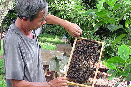 Với kinh nghiệm trên 15 năm vừa nuôi ong lấy mật, vừa nhân giống ong, gia đình ông Nguyễn Vĩnh Điều luôn có từ 30 – 50 tổ ong, nên khi địa phương xây dựng thương hiệu có nơi thu mua ông rất phấn khởi. Ảnh: Anh Tuấn