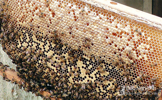 Khi ong đóng trên vỉ kín, đều màu mật thi cho thu hoạch, mỗi tổ ong có từ 7 – 10 cầu ong, cho thu hoạch khoảng 10 chai. Mỗi năm một tổ ong có thể thu hoạch từ 4 – 5 lần. Ảnh: Anh Tuấn