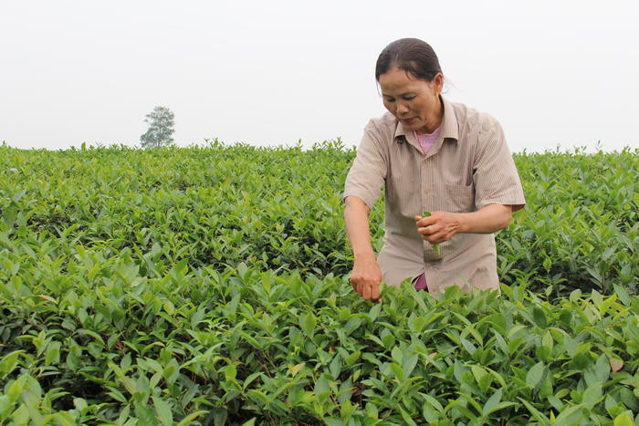 Để có sản phẩm trà xanh ngon thì đầu tiên chè phải được hái hoàn toàn bằng tay. Ảnh: Thái Hiền