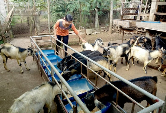 Nhiều gia đình ở xã Tây Hiếu- TX Thái Hòa đầu tư nuôi dê hàng hóa với tổng đàn lớn. Ảnh: Quang Huy