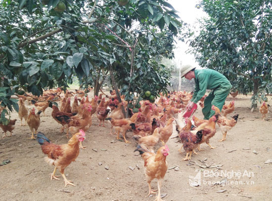  Dịp tết năm nay toàn huyện Anh Sơn có khoảng hơn 500 nghìn con gà bán ra thị trường. Ảnh: Thái Hiền