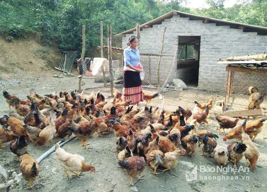  Trang trại gia đình chị Nguyễn Thị Quỳnh thôn Kẻ May xã Cẩm Sơn là một trong những trang trại chăn nuôi gà thịt lớn nhất huyện Anh Sơn. Ảnh: Thái Hiền