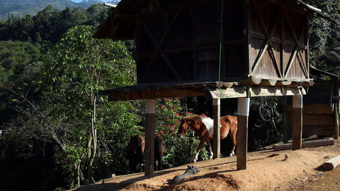 Cũng vì địa hình dốc núi hiểm trở, một số ít hộ dân ở Nậm Tột phải dùng đến ngựa để thồ hàng hóa từ các nương rẫy về nhà.