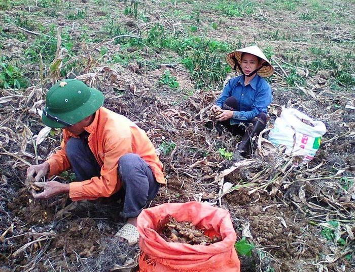 Bà con nông dân xã Nghi Kiều (Nghi Lộc) thu hoạch nghệ. Ảnh: Văn Xinh