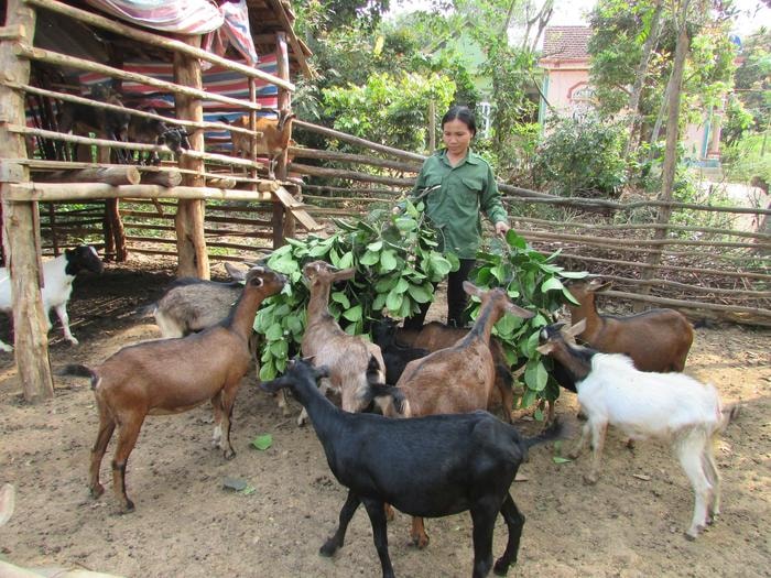 Tình trạng giá dê xuống thấp đã gây khó khăn cho nhiều hộ nông dân ở Nghĩa Đàn. Ảnh: Đinh Thùy