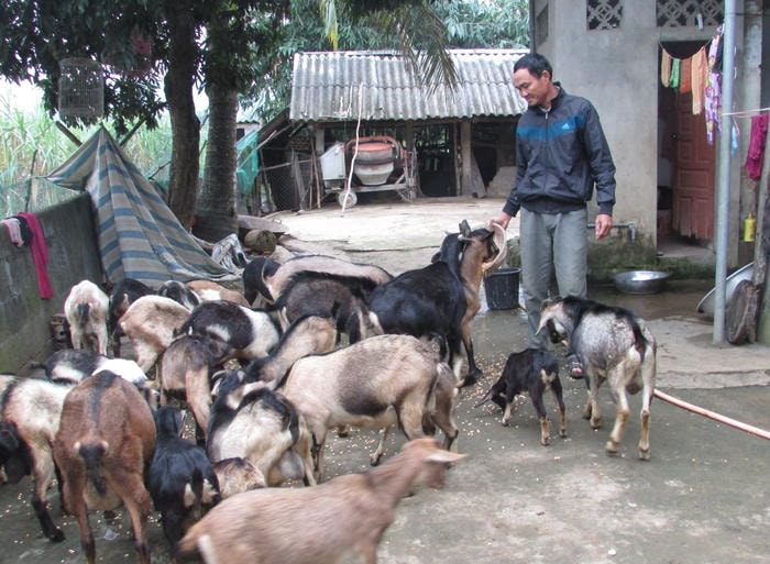 Anh Trần văn Minh ở xóm 18, xã Nghĩa Trung (Nghĩa Đàn) đang giữ tổng đàn trong lo lắng vì giá dê thương phẩm sụt giá, mong thời gian tới giá sẽ tăng lên. Ảnh: Đinh Thùy