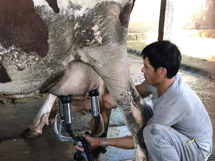 Anh Phạm Văn Luyện cho biết, đầu tư mua máy vắt sữa sẽ tiết kiệm được thời gian, tiền thuê nhân công, sản phẩm sữa sạch, bán được giá cao. Ảnh: Minh Thái 