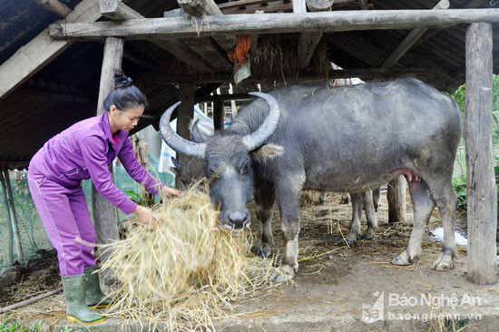 Chị Lô Thị Hiền (vợ anh Quang) chăm sóc trâu để phát triển kinh tế gia đình. Ảnh: Công Kiên