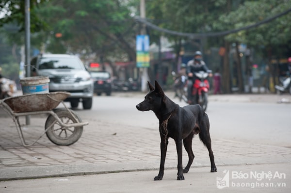 Nhiều người đã bị chó thả rông cắn, tấn công phải đi chích ngừa để phòng bệnh dại do bản thân họ không biết rõ những con chó cắn họ đã được chích ngừa hay chưa, thậm chí không biết chủ chó là ai. 