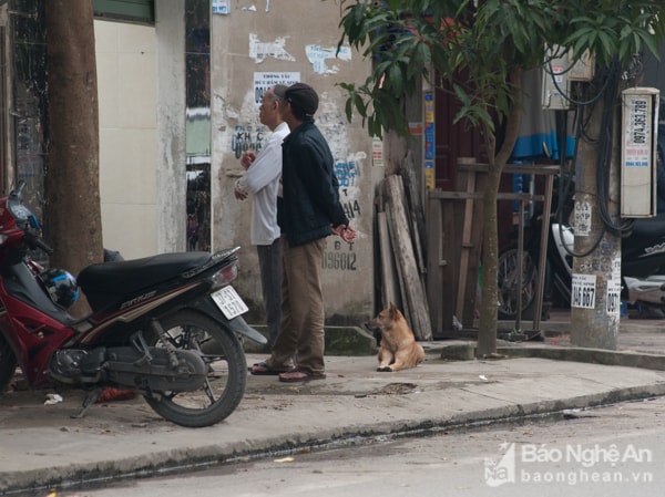 Tuy nhiên, ở các điểm công cộng, khu dân cư trên địa bàn thành phố vẫn còn xuất hiện  chó thả rông, không có xích, không có người dắt, không đeo rọ mõm.