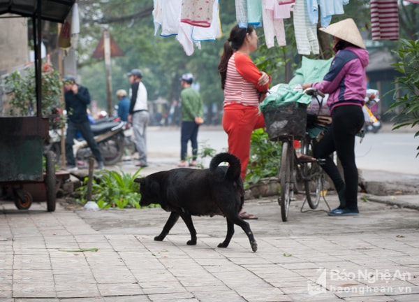 Việc thả rông chó cũng là một trong những nguyên nhân chính gây lây truyền bệnh dại. Theo thống kê, từ 2013 đến tháng 8/2017, toàn tỉnh có 52 người tử vong do bệnh dại, riêng trong 5 tháng đầu năm 2017, tỉnh có 5 người tử vong.