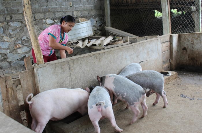 Dù sinh hai con gái, nhưng gia đình chị Lê Thị Thanh đã không sinh con thứ 3 để phát triển kinh tế. Ảnh: Thái Hiền