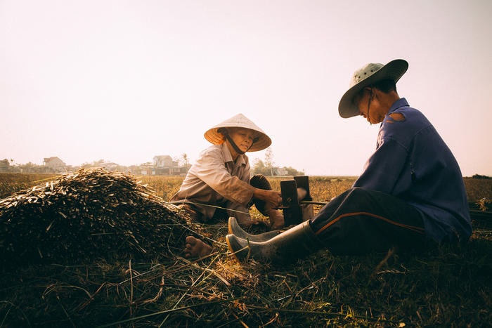 Mùa cói Hưng Hòa. Ảnh: Hải Vương