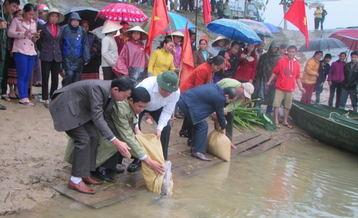 Lãnh đạo huyện Con Cuông và chính quyền đia phương đã trực tiếp tham gia thả cá xuống sông Giăng. Ảnh: Bá Hậu