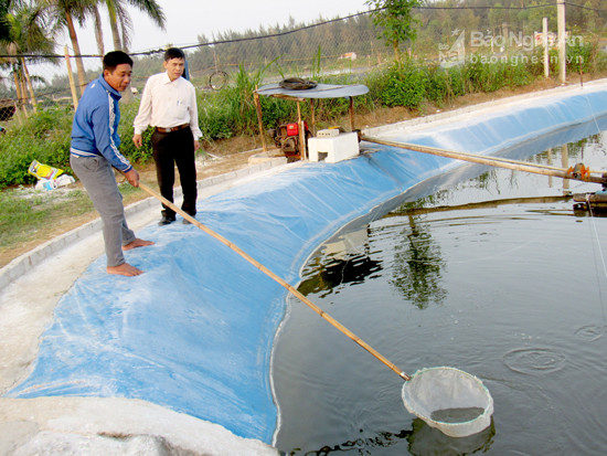 Nông dân Diễn Trung, Diễn Châu nuôi tôm vụ 3 đón Tết, đây là xã có diện tích nuôi tôm vụ 3  lớn nhất Diễn Châu với 25ha.