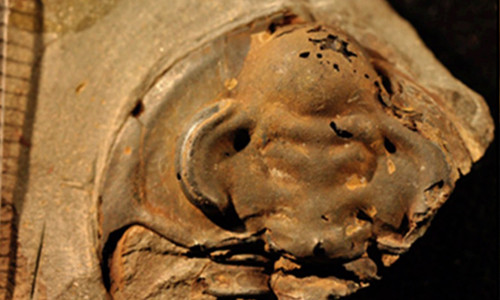 Mắt phải của hóa thạch bọ ba thùy có thể là con mắt cổ xưa nhất từng được khai quật. Ảnh: International Business Times.