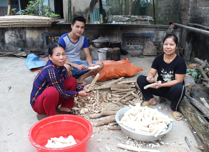 Lúc mới manh nha chỉ có vài gia đình trong xóm 1, xã Thanh Tường làm bánh đa sắn, nay cả xóm đã hơn 30 nhà theo nghề. Nguyên liệu làm bánh là củ sắn tươi Hòa Bình, được người dân ở các xã Thanh Thịnh, Thanh Hương, vùng tái định cư đưa đến nhập với giá 3000 đồng/kg. Sắn củ được bóc vỏ, ngâm nước trước khi làm bánh. Ảnh: Huy Thư