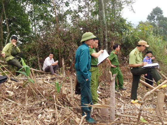 Lực lượng chức năng thực hiện khám nghiệm hiện trường rừng bị xâm hại. Ảnh: tư liệu