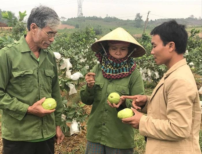 Ổi lê Nghĩa Đàn thơm giòn được khách hàng ưa chuộng