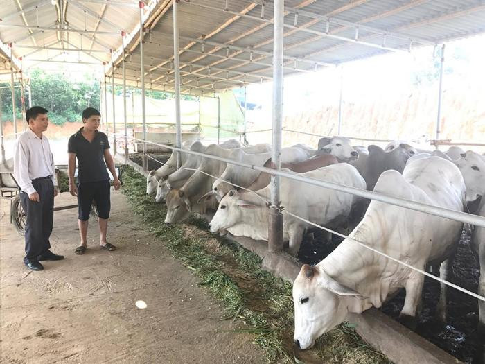 Trang trại chăn nuôi bò nhập từ Campuchia của anh Nguyễn Văn Tấn ở xóm, xã Lộc. Ảnh: Minh Thái