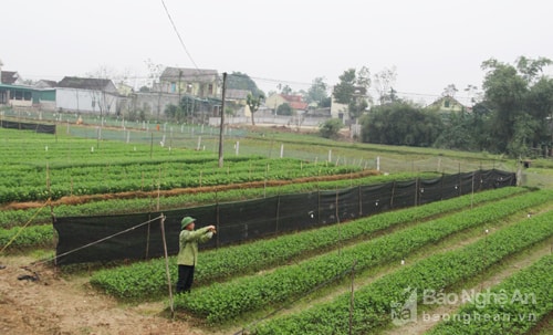 Ông Phan Doãn Lợi ở Hoa Thành, Yên Thành đang bắt thêm bóng điện trên cánh đồng hoa. Ảnh: Văn Trường.