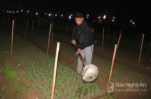 Anh Nguyễn Văn An ở xóm 6 Diễn Kỷ, Diễn Châu đang tưới bổ sung nước phân cho hoa trong đêm. Ảnh: Văn Trường.