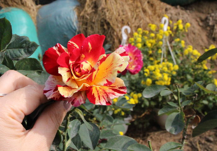 Có nhiều loài hoa hồng đẹp được đưa về bán tết. Đây là hồng hoàng vân có giá 1,2 triệu đồng/chậu. 