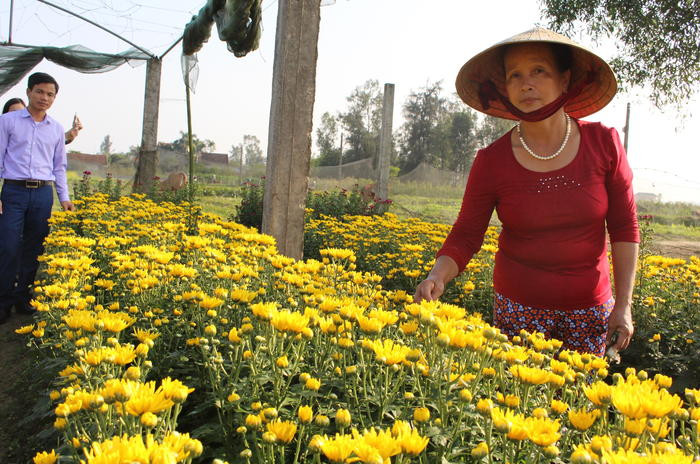 Nông dân Nghi Kim cũng trồng hoa cúc để bán ngày lễ, rằm và cả bán Tết.