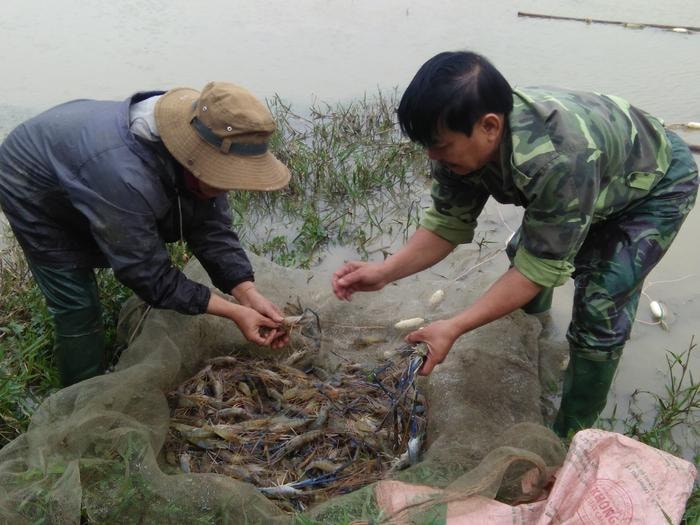 Người dân xã Thanh Hưng (Thanh Chương) thu hoạch tôm càng xanh. Ảnh: Hữu Thịnh