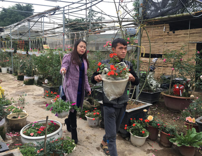 Một số nhà vườn ở thành phố Vinh đã có khách mua hoa về chơi tết