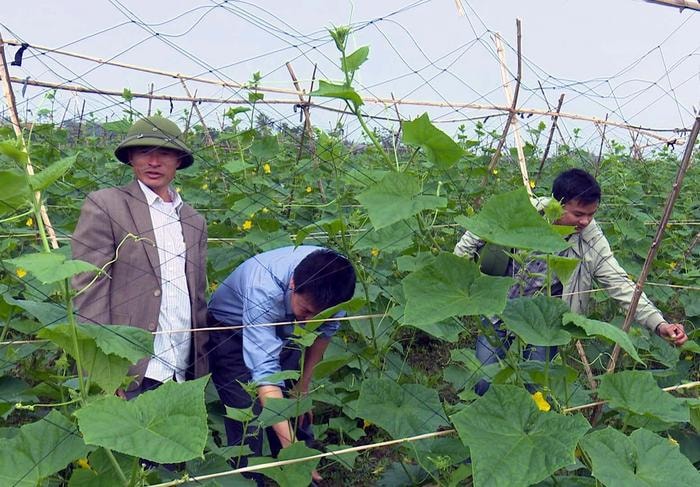 Cán bộ Trạm khuyến nông Diễn Châu hướng dẫn bà con cách chăm sóc dưa chuột. Ảnh: Mai Giang
