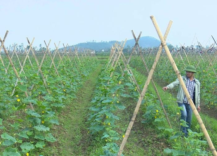 Với việc được hỗ trợ, bà con nông dân đã khép kín diện tích. Ảnh Mai Giang