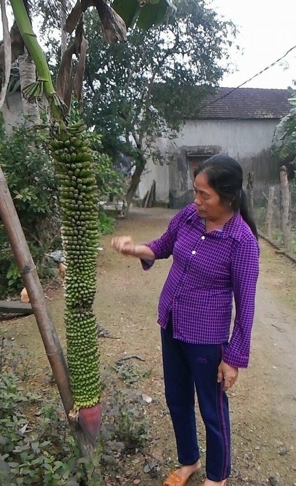 Cây chuối của gia đình bà Thanh gây hiếu kỳ cho nhiều người dân. Ảnh: Lê Khánh Thành