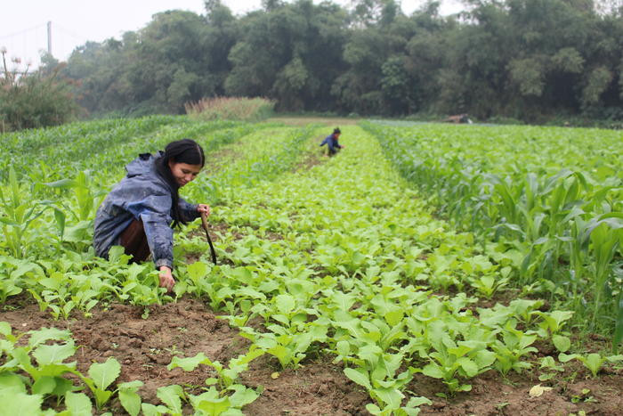 Nhiều năm nay bà con nông dân huyện Anh Sơn đã áp dụng mô hình trồng rau cải xanh canh với cây ngô trong vụ đông. Ảnh: Thái Hiền
