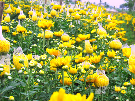 Cúc vàng được trồng nhiều nhất trong 10ha hoa của toàn huyện Diễn Châu. Ảnh: Quang An