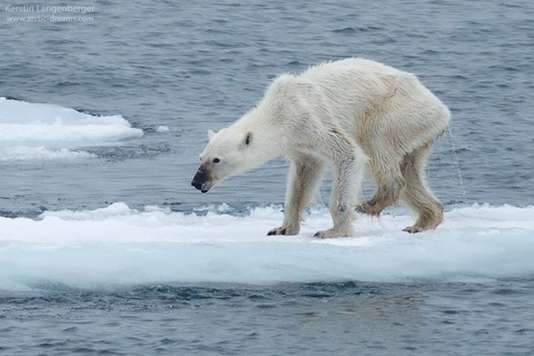 chú gấu gầy gò đang cố gắng sinh tồn trên băng ở quần đảo Svalbard Na Uy vào tháng 8/2015. Ảnh: Kerstin Langenberger