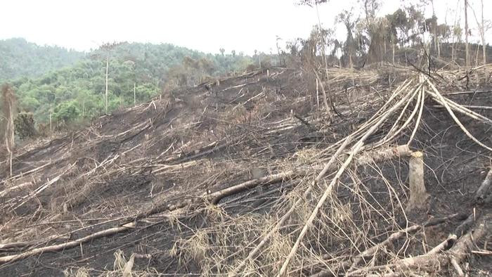 Đất rừng Nam Sơn bị phát đốt đầu năm 2017. Ảnh: Lân - Tuấn