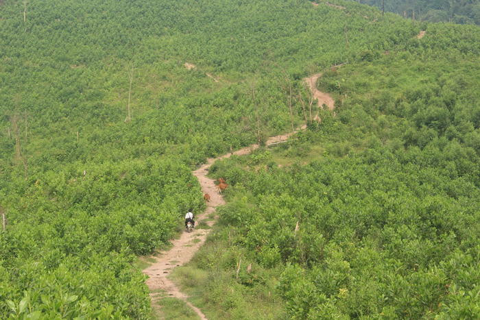 Một vùng rừng tự nhiên xã Nam Sơn (Quỳ Hợp) bị phát đốt đã bị biến thành vùng rừng keo nguyên liệu. Ảnh: Lân - Tuấn