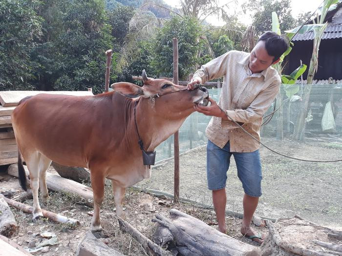 Anh Lữ Văn Mươi, bản Xốp Thạng đang chữa trị cho số gia súc còn lại. Ảnh: Lữ Phú